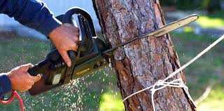 How Our Tree Care Process Works  in  Oak Brook, IL