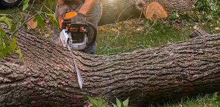 Best Weed Control  in Oak Brook, IL