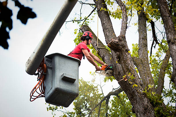 Best Aeration Services  in Oak Brook, IL